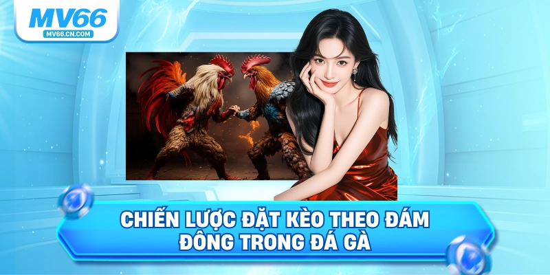 Chiến lược đặt kèo theo đám đông trong đá gà