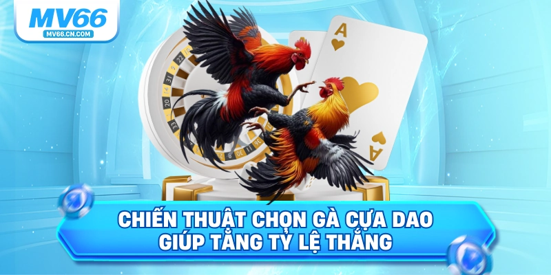 Chiến thuật chọn gà cựa dao giúp tăng tỷ lệ thắng