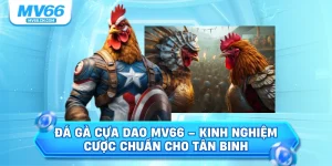 Đá gà cựa dao mv66 kinh nghiệm cược chuẩn cho tân binh