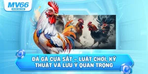 Đá gà cựa sắt luật chơi kỹ thuật và lưu ý quan trọng