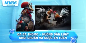 Đá gà thomo hướng dẫn luật chơi và cược an toàn
