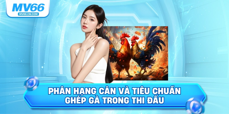 Phân hạng cân và tiêu chuẩn ghép gà trong thi đấu