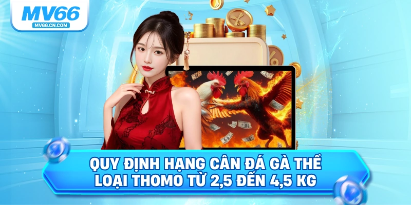 Quy định hạng cân đá gà thể loại Thomo từ 2,5 đến 4,5 kg