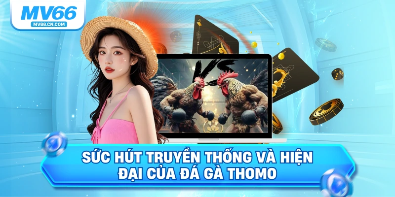 Sức hút truyền thống và hiện đại của đá gà Thomo
